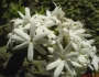 Jasminum officinale image