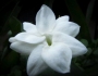 Jasminum sambac image