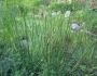 Juncus balticus image