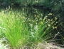 Juncus effusus image