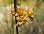 Juncus patens image