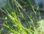 Juncus tenuis image