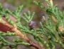 Juniperus horizontalis image