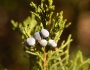 Juniperus virginiana image