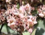 Kalanchoe beharensis image