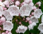 Kalmia latifolia image