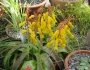 Lachenalia aloides image