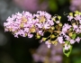 Lagerstroemia indica image