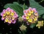 Lantana camara image