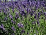 Lavandula angustifolia image