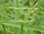 Leersia oryzoides image