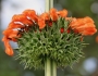 Leonotis nepetifolia image