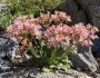 Lewisia cotyledon image