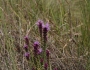 Liatris pycnostachya image