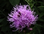 Liatris spicata image