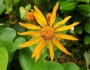 Ligularia dentata image