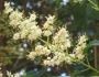 Ligustrum japonicum image