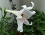 Lilium longiflorum image