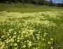 Limnanthes douglasii image