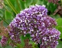 Limonium perezii image