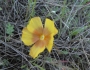 Linum rigidum image