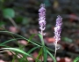 Liriope muscari image