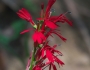 Lobelia cardinalis image