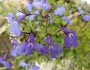 Lobelia erinus image