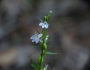 Lobelia inflata image