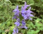 Lobelia siphilitica image