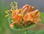 Lonicera dioica image