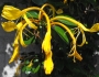 Lonicera hildebrandiana image