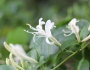 Lonicera japonica image