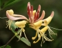 Lonicera periclymenum image