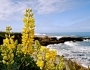 Lupinus arboreus image