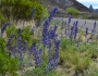 Lupinus havardii image