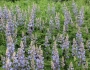 Lupinus perennis image