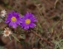 Machaeranthera tanacetifolia image