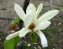 Magnolia acuminata image