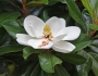 Magnolia grandiflora image