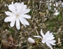 Magnolia stellata image