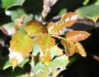 Mahonia aquifolium image