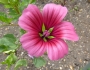 Malope trifida image