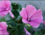 Malva trimestris image