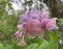 Mertensia virginica image