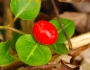 Mitchella repens image