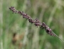 Molinia caerulea image