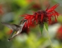 Monarda didyma image