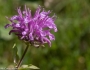 Monarda fistulosa image