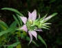 Monarda punctata image